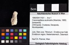 Foto (Objket + Etiketten) von Lemacola jenniferae (Robins et al., 2016) 
